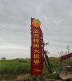 大丰造型柿树大世界：虬龙映柿红，匠心育佳树